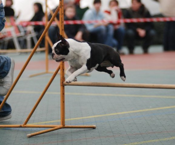 Kimi na Agility